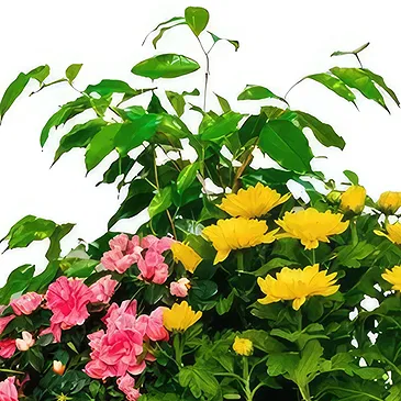 Ibiza flowers  -  Nature's Bounty Basket Flower Bouquet/Arrangement