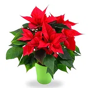 Gacko online Florist - Happy New Year Bouquet