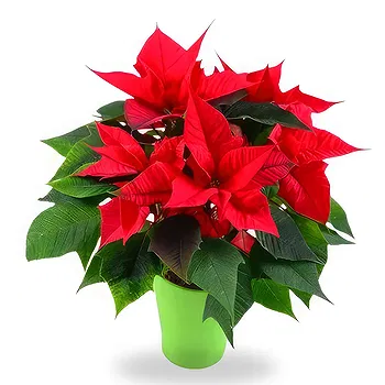 Serbia flowers  -  Happy New Year Flower Delivery