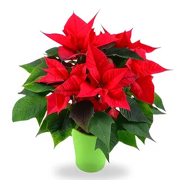 Smederevska Palanka flowers  -  Happy New Year Flower Bouquet/Arrangement