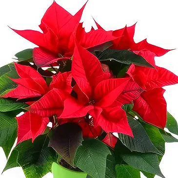 Smederevska Palanka flowers  -  Happy New Year Flower Bouquet/Arrangement