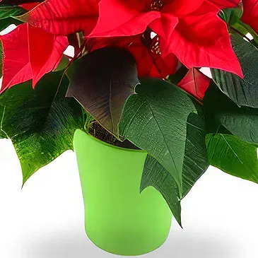 Smederevska Palanka flowers  -  Happy New Year Flower Bouquet/Arrangement