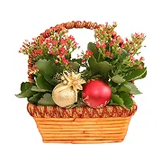 Bondo online Florist - New Year's Eve Kalanchoe Plants Bouquet