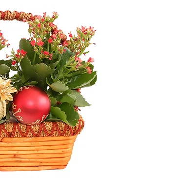 Vignone flowers  -  New Year's Eve Kalanchoe Plants Flower Bouquet/Arrangement