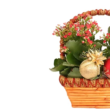 Vignone flowers  -  New Year's Eve Kalanchoe Plants Flower Bouquet/Arrangement