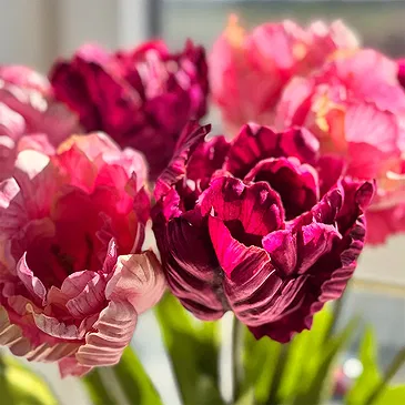 Halta blomster- Åpne Pinky Tulips Blomsterarrangementer bukett