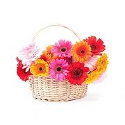 Italy online Florist - Colored Gerberas in Bowl Bouquet