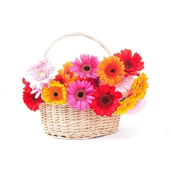 San Marino flowers  -  Colored Gerberas in Bowl Flower Delivery