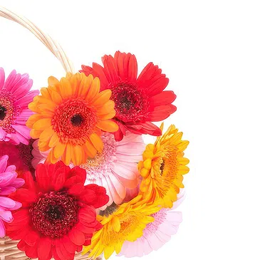 fiorista fiori di Firenze- Gerbere colorate in ciotola Bouquet floreale