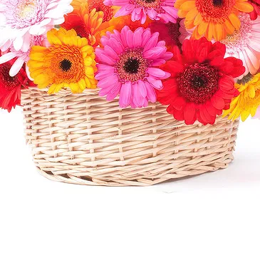 fiorista fiori di Firenze- Gerbere colorate in ciotola Bouquet floreale