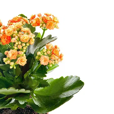 Mira flowers  -  Kalanchoe plant Flower Bouquet/Arrangement