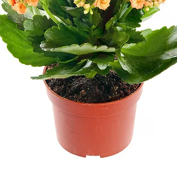 Mira flowers  -  Kalanchoe plant Flower Bouquet/Arrangement