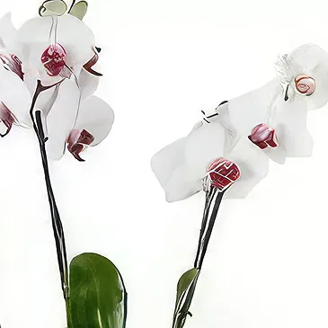 Brestak blomster- Orkidé og gaver Blomst buket/Arrangement