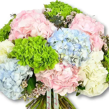 An-Najadah blomster- Pastellhortensiaer med grøntområder Blomsterarrangementer bukett