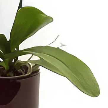 Palia Ampelia flowers  -  Phalaenopsis Plant Flower Bouquet/Arrangement