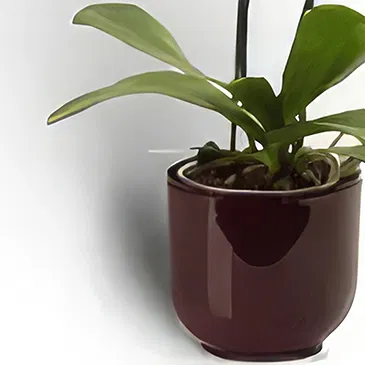 Palia Ampelia flowers  -  Phalaenopsis Plant Flower Bouquet/Arrangement