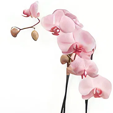 Palia Ampelia flowers  -  Phalaenopsis Plant Flower Bouquet/Arrangement