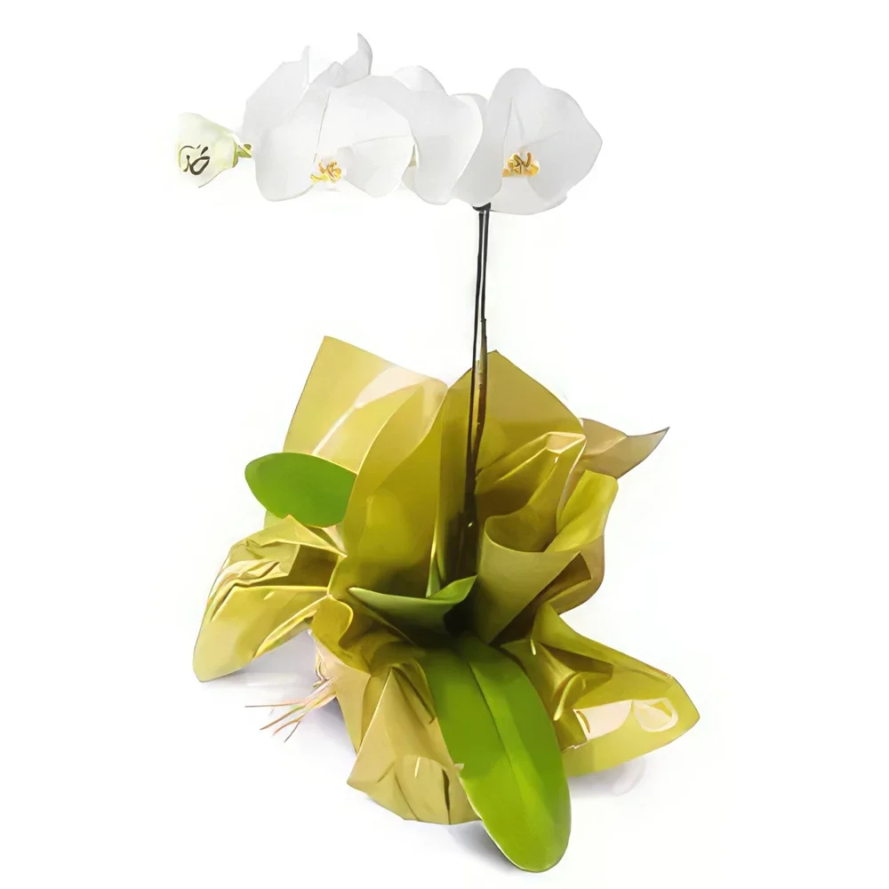Belém kvety- Phalaenopsis Orchid pre darčeky Aranžovanie kytice