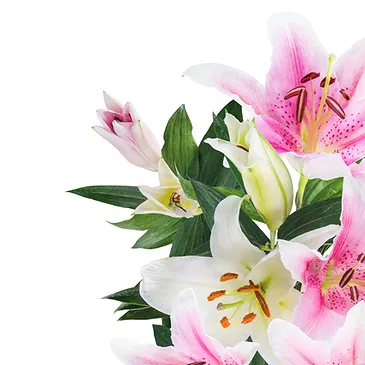 Italy flowers  -  Bouquet of Pink Lilies Flower Bouquet/Arrangement