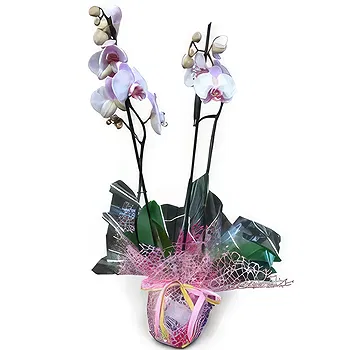 Lisbon flowers  -  Flawless Flower Delivery