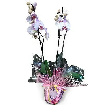Valença flowers  -  Flawless Flower Bouquet/Arrangement