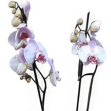 Valença flowers  -  Flawless Flower Bouquet/Arrangement