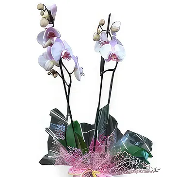 Valença flowers  -  Flawless Flower Bouquet/Arrangement