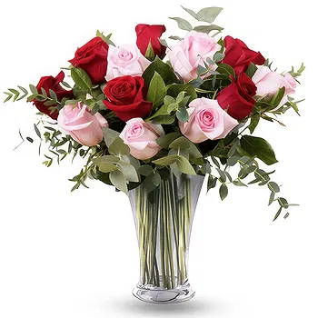 Antias flowers  -  Charming Roses Flower Delivery