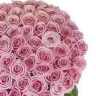 Sitrah blommor- 50 rosa rosor Bukett/blomsterarrangemang