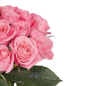 Italy flowers  -  Bouquet of 12 Pink Roses Flower Bouquet/Arrangement