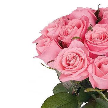 Italy flowers  -  Bouquet of 12 Pink Roses Flower Bouquet/Arrangement