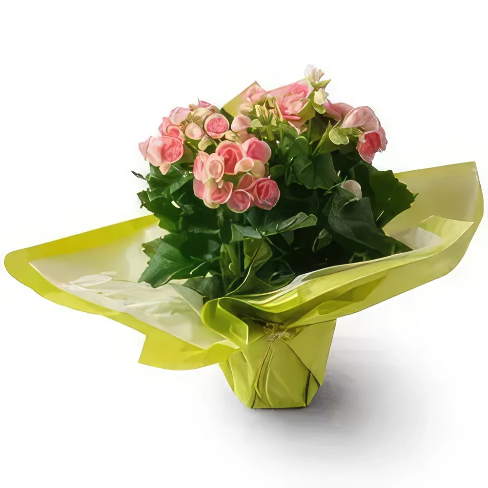 Belém bunga- Begonia dalam Vas Hadiah Sejambak/gubahan bunga