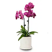 Benalmadena online Florist - Blushing Butterfly Orchid Bouquet