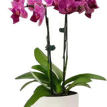 fiorista fiori di Benidorm- Orchidea farfalla arrossante Bouquet floreale
