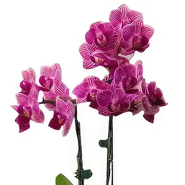 fiorista fiori di Benidorm- Orchidea farfalla arrossante Bouquet floreale