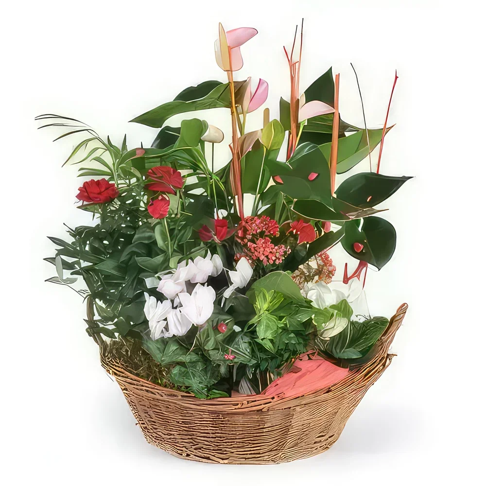 Бордо цветя- Купа за растения La Corbeille Fleurie Букет/договореност цвете