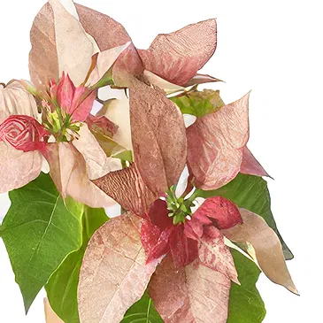 Versciaco di Sopra flowers  -  Pink Poinsettia with Panettone & Sparkling Flower Bouquet/Arrangement