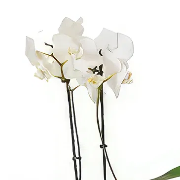 flores Cite Mohamed Ali floristeria -  planta llena de belleza Ramo de flores/arreglo floral