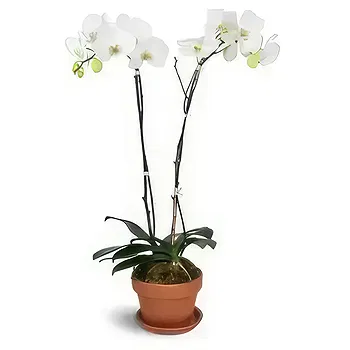 flores de Zaragoza- Branco puro Flor Entrega