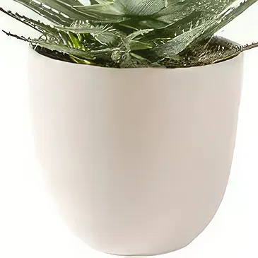 Sig () blommor- Aloe Vera saftig växt inklusive kruka Bukett/blomsterarrangemang