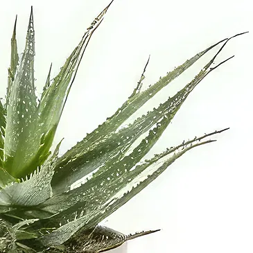 Sig () blommor- Aloe Vera saftig växt inklusive kruka Bukett/blomsterarrangemang