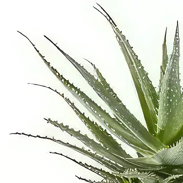 Sig () blommor- Aloe Vera saftig växt inklusive kruka Bukett/blomsterarrangemang