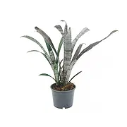 Vignone online Florist - Billbergia plant Bouquet