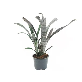 Vignone flowers  -  Billbergia plant Flower Delivery