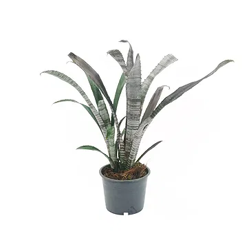 Vignone flowers  -  Billbergia plant Flower Bouquet/Arrangement