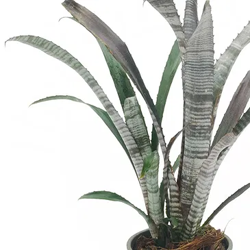 Vignone flowers  -  Billbergia plant Flower Bouquet/Arrangement