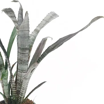 Vignone flowers  -  Billbergia plant Flower Bouquet/Arrangement