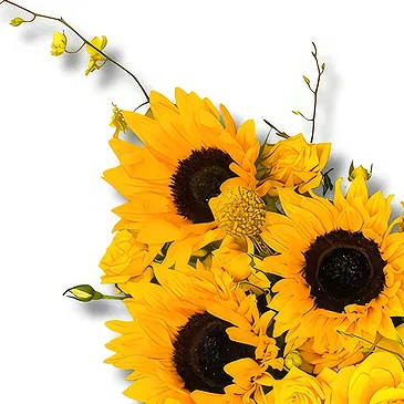 Garhoud flowers  -  Premium Black Velvet Box with Sunflowers Flower Bouquet/Arrangement