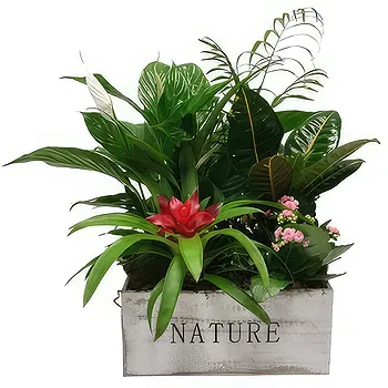 Cala Llonga flowers  -  Green Base Flower Delivery