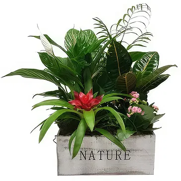 Cala Llonga flowers  -  Green Base Flower Bouquet/Arrangement